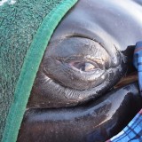 ballena