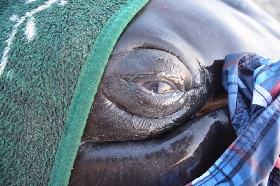 ballena-960x640.jpg